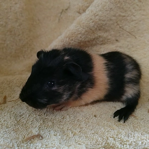 Meerschweinchen Weibchen Jungtiere 
