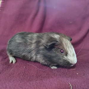 Meerschweinchen Weibchen Jungtiere 