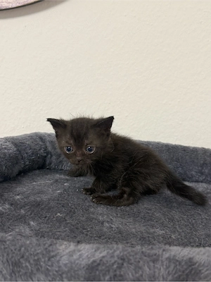 Baby Kitten BKH und Europäsch Kurzhaar