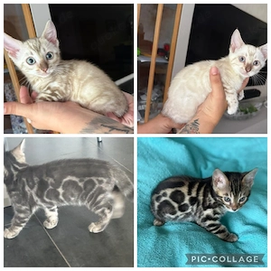 Bengal  kitten snow Lynx   Blue   Braun Mit Stammbaum 