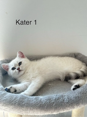 Süße BKH Kitten suchen ein neues Zuhause