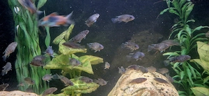 Buckelkopfbuntbarsch Steatocranus casuarius Bild 3