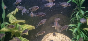 Buckelkopfbuntbarsch Steatocranus casuarius Bild 4