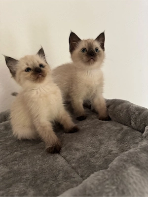 Siam kitten abholbereit