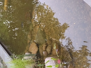 Nehme gerne noch Schildkröten auf 