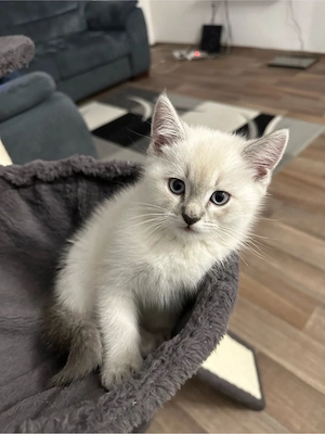 Bsby katze 