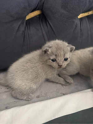 Britische kurzhaar Katze 