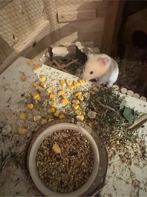 Gold hamster mit komplettem Zubehör abzugeben