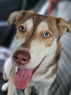 Vica - süßes Huskymix Mädchen sucht ein Zuhause 