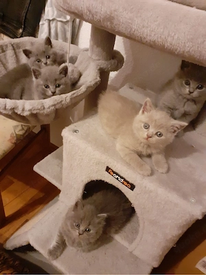 bkh kitten brittischkurzhaar kätzchen