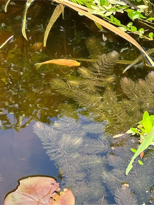 Teichpflanzen Wasserpest, Fieberklee, Wasserminze