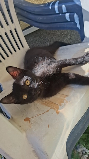 geschwister kitten suchen neues zuhause 