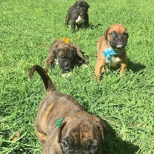 Boxer-Welpen zu vergeben   Liebevolle Zuhause gesucht 