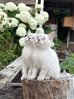 BKH Kitten 