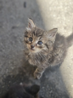 Kitten abzugeben