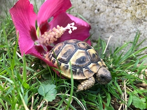 Griechische Landschildkröten Nachzuchten 2024 2025 aus Nordschwaben