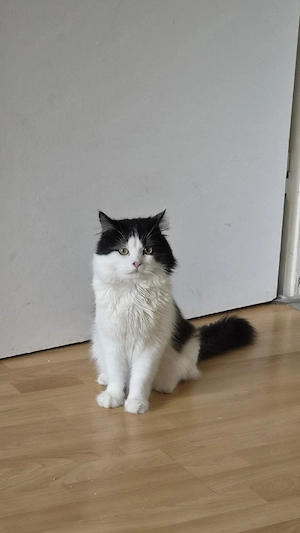 EKH- Katze 