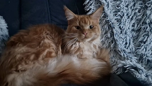 main coon katze