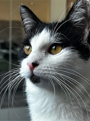 katze abzugeben 