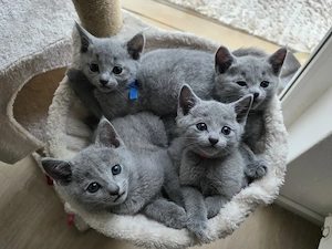 Russisch Blau Kitten