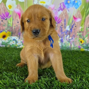 Hallo! Ich habe diese süßen Golden-Retriever-Welpen, die ein neues Zuhause suchen. Schreibt mir auf 
