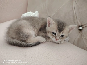 Wunderschöner Kater in der seltenen Farbe Mokka sucht ein liebevolles neues Zuhause
