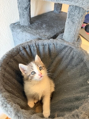 siam mix kitten 