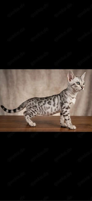 Bengal kitte 