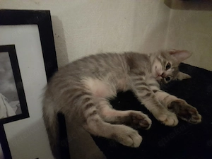 Lebendige Americanshorthairmixkätzchen Bild 5