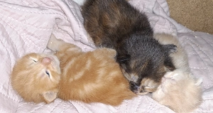 Wunderschöne BKH Katzenkinder in liebevolle Hände zu vermitteln