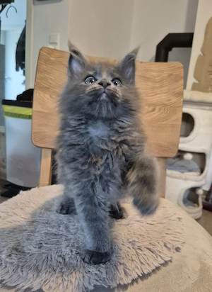 Maine coon Kitten Babykatzen 