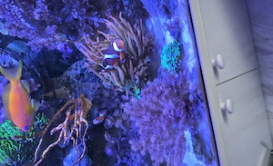 Seewasseraquarium komplett zu verkaufen Bild 3