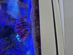 Seewasseraquarium komplett zu verkaufen