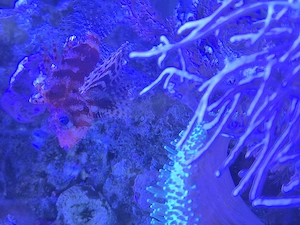 Seewasseraquarium komplett zu verkaufen Bild 2