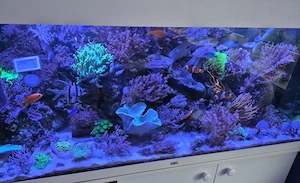 Seewasseraquarium komplett zu verkaufen Bild 4