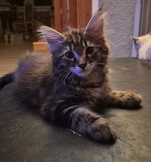 Bezauberndes Main Coon Mix Katerchen