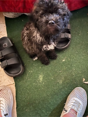 süsses maltipoo mätschen 