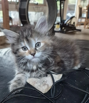 Bezauberndes tricolor Main Coon Mix Mädel