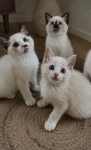 3 zauberhafte Ragdoll-Kitten suchen ihr Zuhause