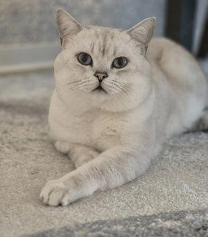  erfahrener Bkh Deckkater  