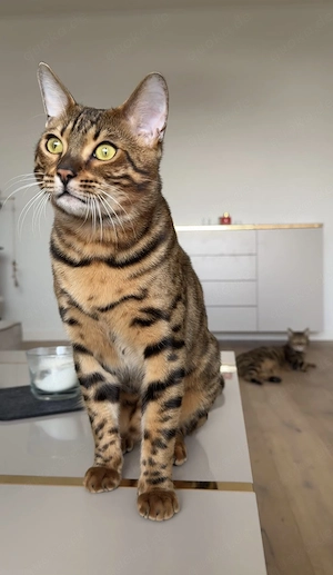 2 wunderschöne Bengal-Mix-Kater