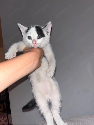 baby Katze 