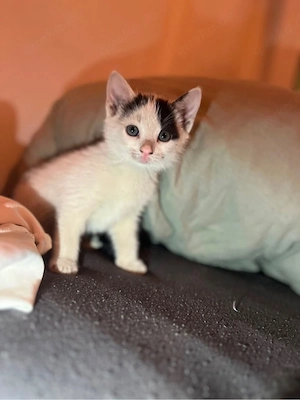 baby Katze 