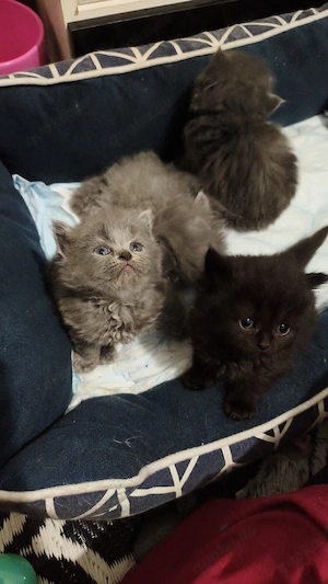 Wundervolle BKH-Perser Kitten suchen ein liebevolles Zuhause   