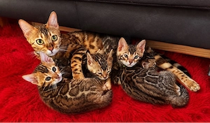 Bengal Kitten