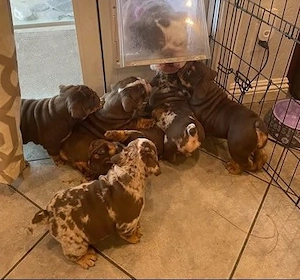 9 Wochen alte Englische Bulldoggen-Welpen verfügbar