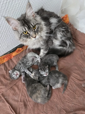 Maine coon kitten 