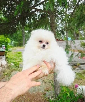 Zwergspitz-Pomeranian welpen
