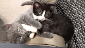 katzen abzugeben 
