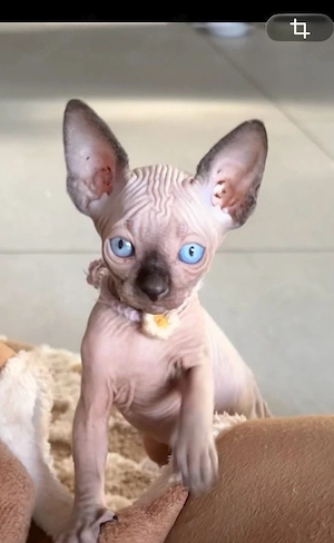 Sphynx Kitten